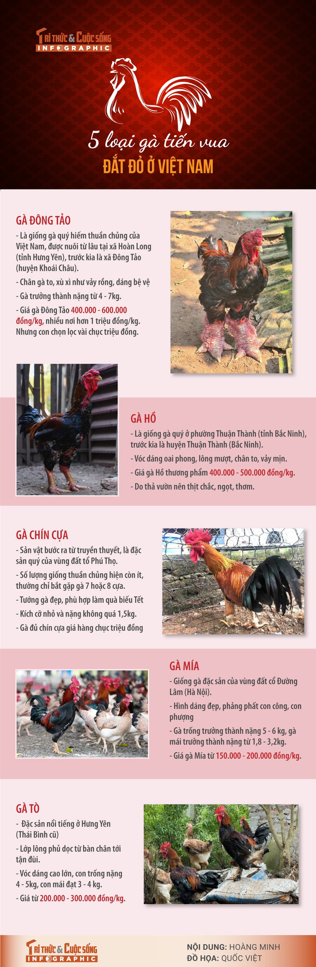 5-loai-ga-tien-vua.jpg