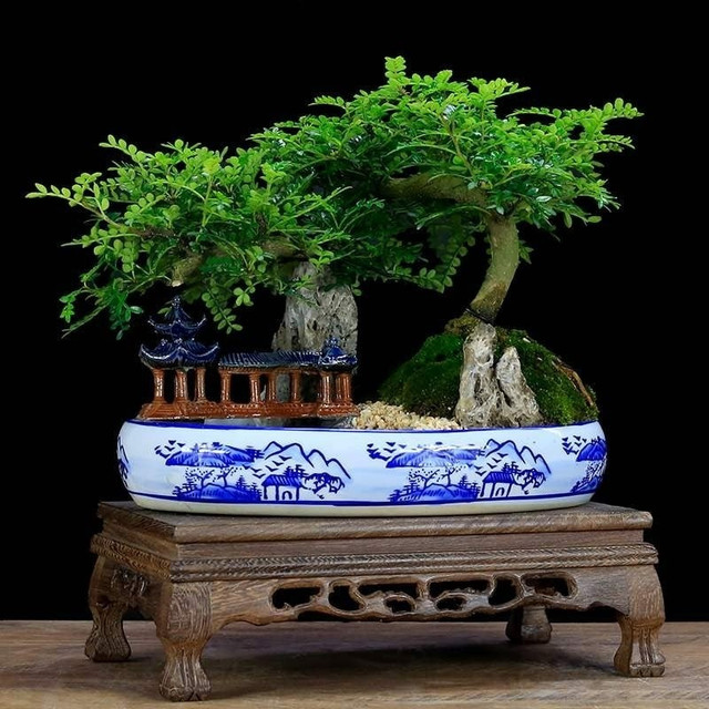 Thanh mộc hương có tác dụng chiêu tài, trấn trạch. Ảnh: Facebook cay-canh2.jpg