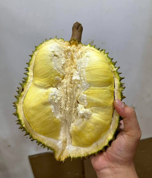 Sầu riêng Ri6 và sầu riêng Thái là hai loại phổ biến trên thị trường. Ảnh: Facebook sau-rieng3.jpg