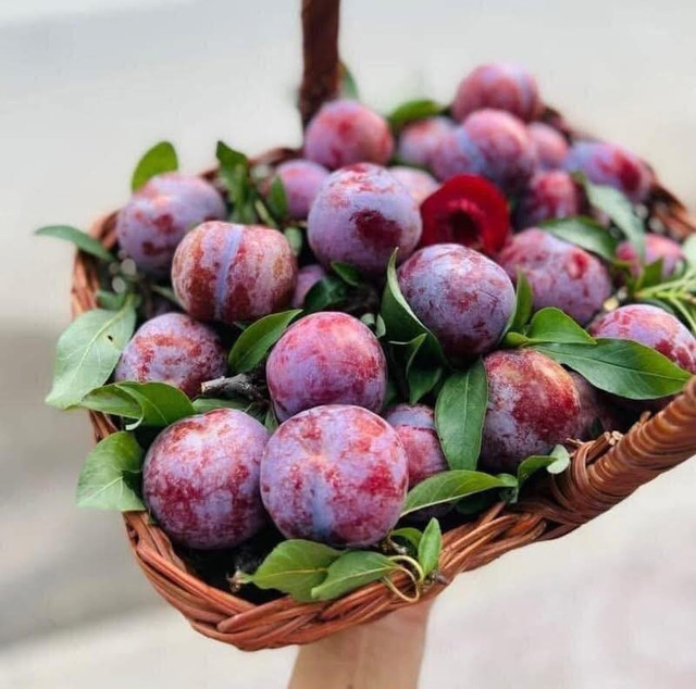Mận Pu Nhi hơn 100.000 đồng/kg vẫn hút khách. Ảnh: Facebook man-pu-nhi.jpg