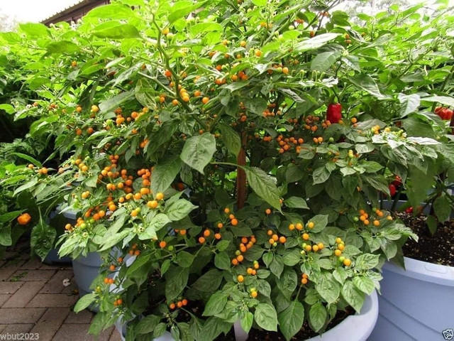 Giống ớt Peru này đa phần mọc hoang dại. Chúng là loại cây trung hạn, có độ cao 40 - 55 cm, tán rộng 35 - 45 cm. Ảnh: Amazon ot-peru3.jpg