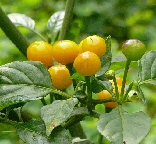 Ớt Aji Charapita có nguồn gốc từ Peru, được mệnh danh là giống ớt đắt nhất thế giới. Ảnh: Tyler Farms ot-peru1.jpg