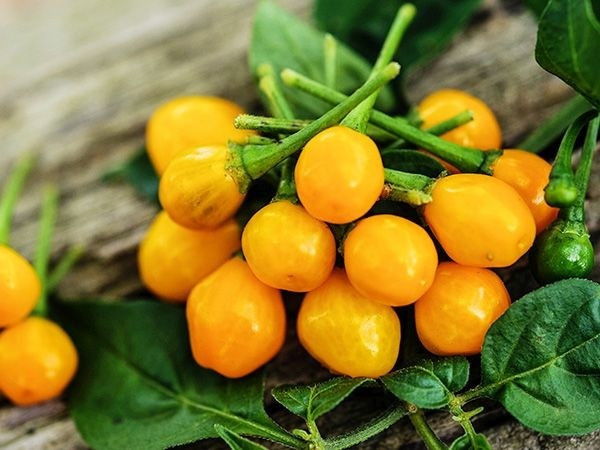 Để sở hữu ớt Charapita, người mua tìm khá khó khăn do không được trồng phổ biến trên thế giới. Ớt Aji Charapita rất khó tìm nguồn ở bên ngoài Peru trừ khi mua hạt giống trực tuyến và tự trồng. Ảnh: Getty ot-peru10.jpg