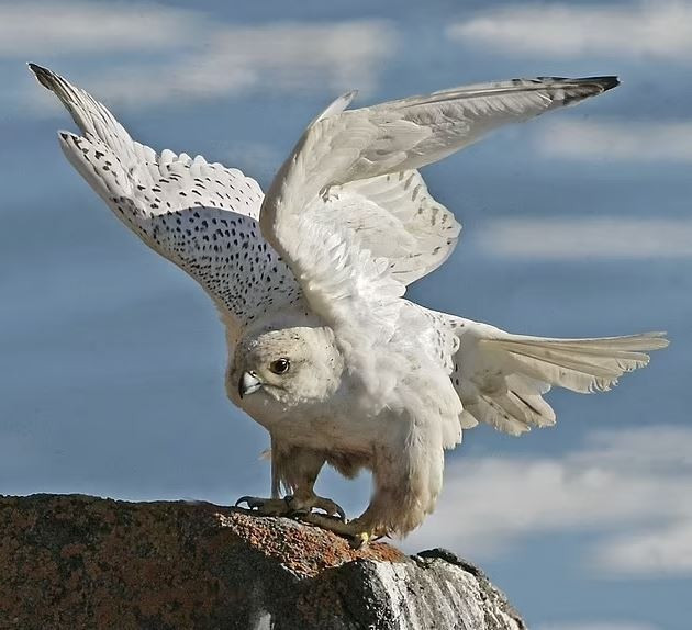 Gyrfalcon trắng là loài lớn nhất trong số các loài chim ưng. Ảnh: Alarabiya News chim-ung3.jpg