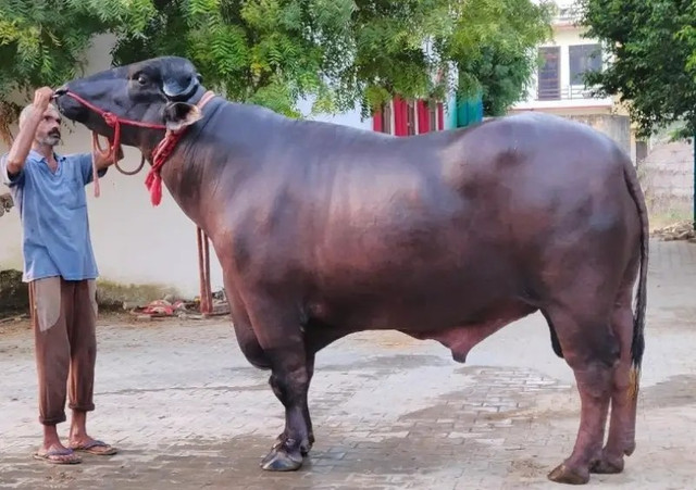 Chú trâu nặng 15 tạ được trả tới 30 tỷ đồng. Ảnh: Krishijagran trau-khong-lo.jpg