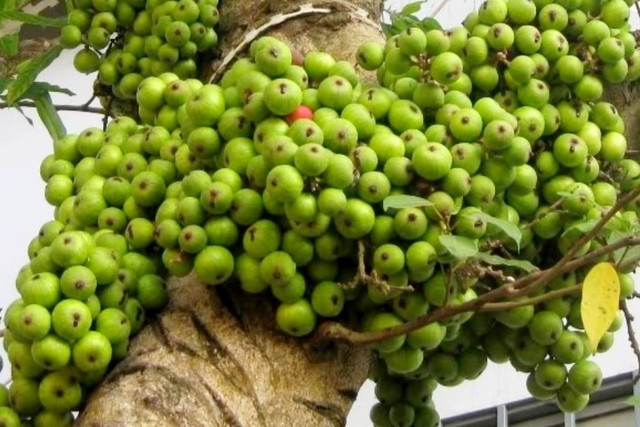 Sung trồng trước nhà nên gọn vào bên trái hoặc bên phải. Ảnh minh họa sung-canh2.jpg