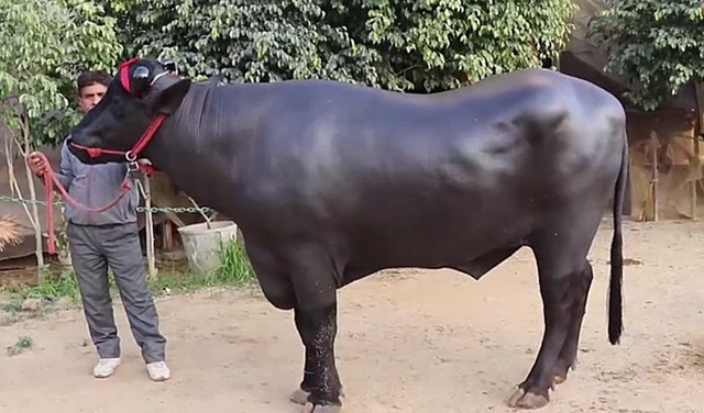 Chú bò Shahenshah nặng hơn 1 tấn, uống 40 lít sữa mỗi ngày. Ảnh: Indian Times con-bo.jpg