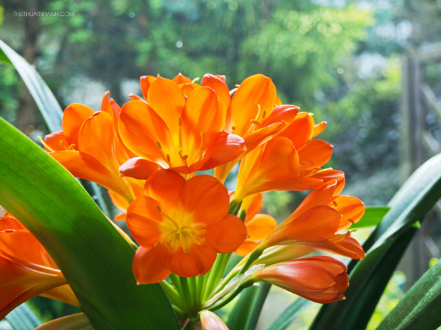 Ảnh: Internet ca-phong-thuy3.jpg
