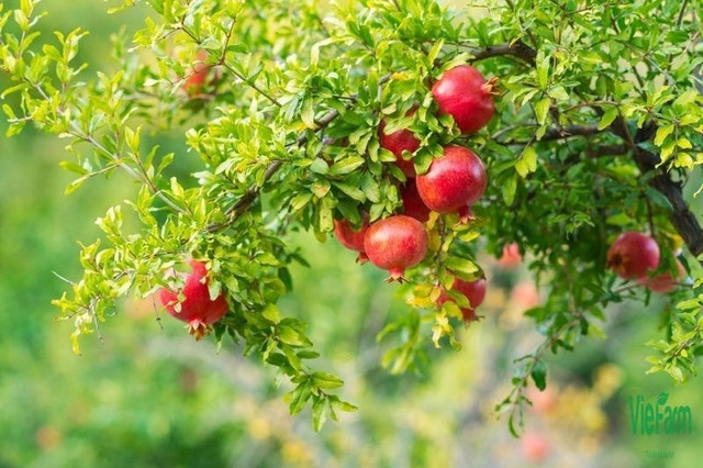 Ảnh: VietFarm cay-luu.jpg