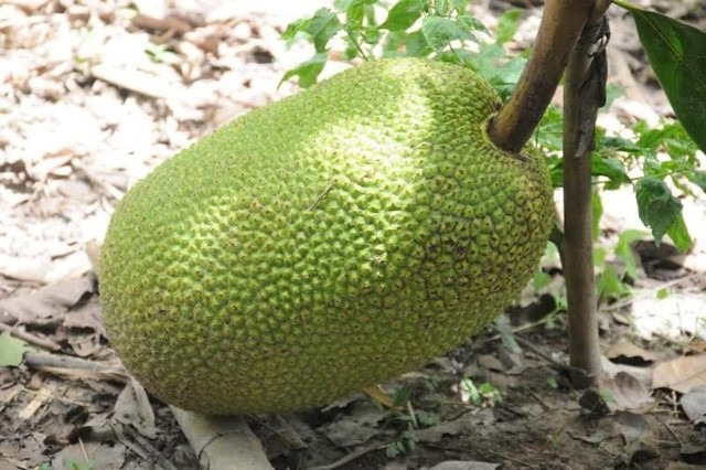 Giá mít Thái rớt sâu, chỉ còn 4.000 đồng/kg. Ảnh minh họa mit-thai.jpg