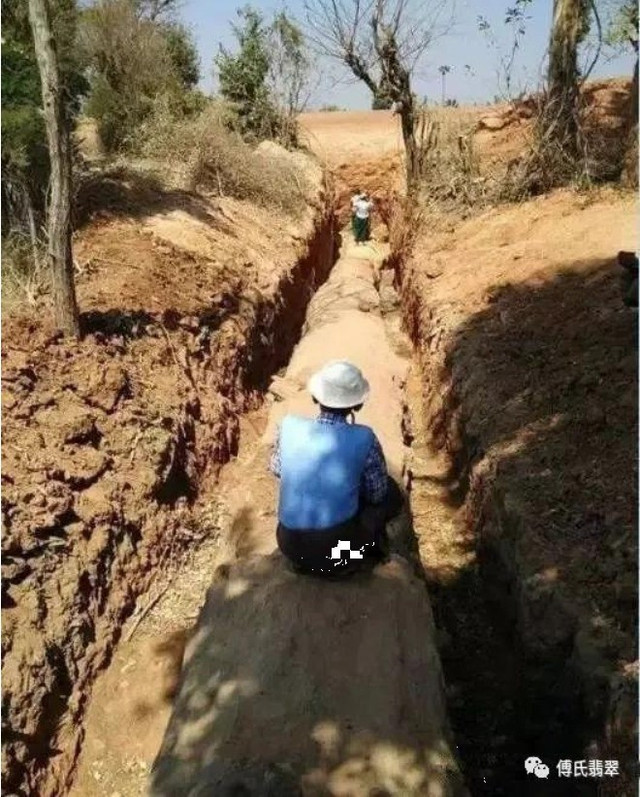 Cây gỗ dài tới 30,5 mét, chu vi khoảng 6 mét. Ảnh: Sohu khuc-go1.jpg