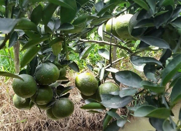 Giá bán cam sành tại vườn hiện chỉ từ 3.000 – 4.000 đồng/kg anh-cam-sanh.jpg