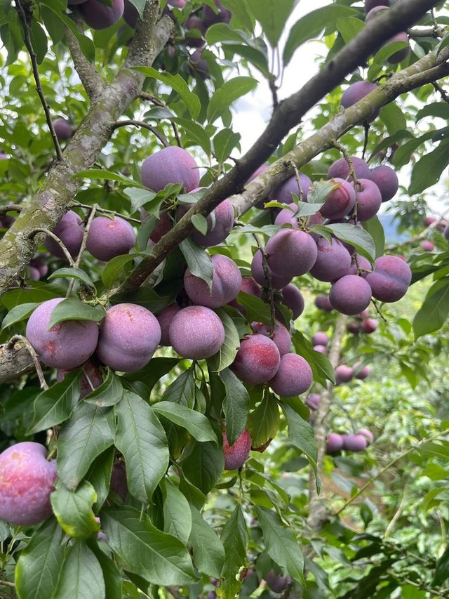 Mận hậu giá 2.000 - 3.000 đồng/kg là loại mận mã xấu, quả nhỏ. Ảnh: Facebook man-hau2.jpg