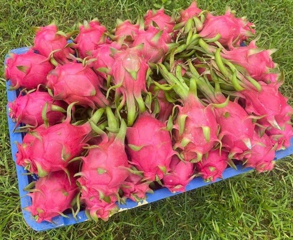 Thanh long Bình Thuận đang được thương lái thu mua tại vườn với giá chỉ còn từ 1.500 - 3.000 đồng/kg. Ảnh minh họa thanh-long1.jpg