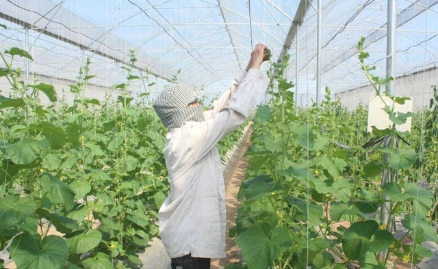 Hà Nội sẽ cho phép xây dựng công trình trên đất nông nghiệp để phục vụ sản xuất san-xuat.jpg