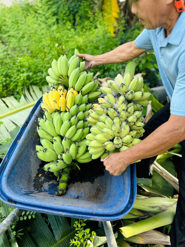 Mới đây, nữ ca sĩ khoe khu vườn nhà yêu thương, tuần nào cũng có 1, 2 buồng chuối chín cây mập ú. Ảnh: FB Hoàng Thị Mỹ Lệ my-le3.jpg