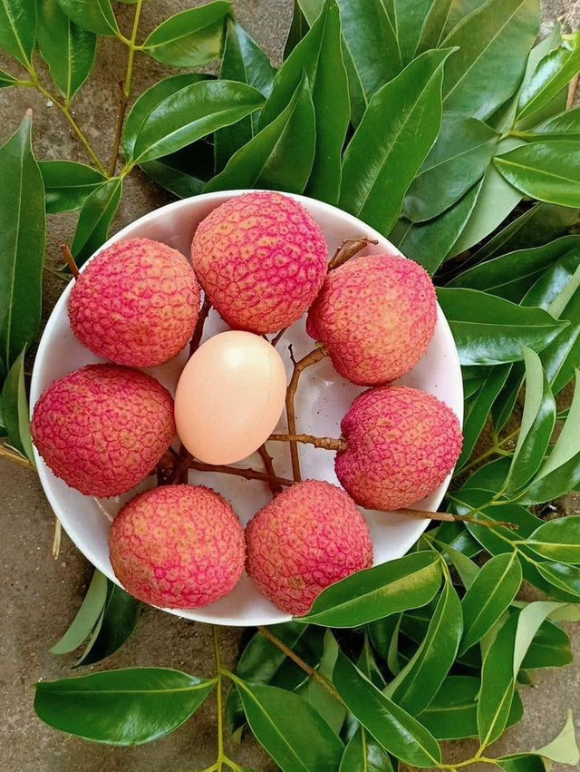 Vải trứng Hưng Yên chưa vào vụ đã được nhiều khách hàng đặt mua. Ảnh: Facebook vai-trung1.jpg