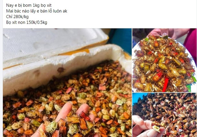 Bọ xít non được rao bán trên chợ mạng. Ảnh chụp màn hình bot-xit.jpg