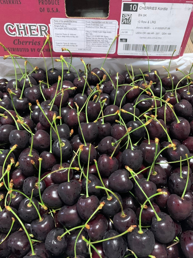 Cherry Mỹ trái to, căng mọng. Ảnh: Facebook cherry3.jpg