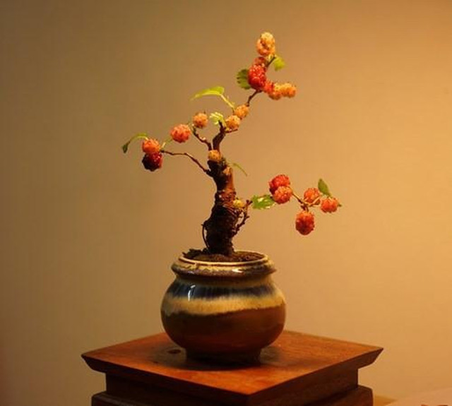 Bonsai dâu tằm. Ảnh: Lazada cay-phong-thuy4.jpg