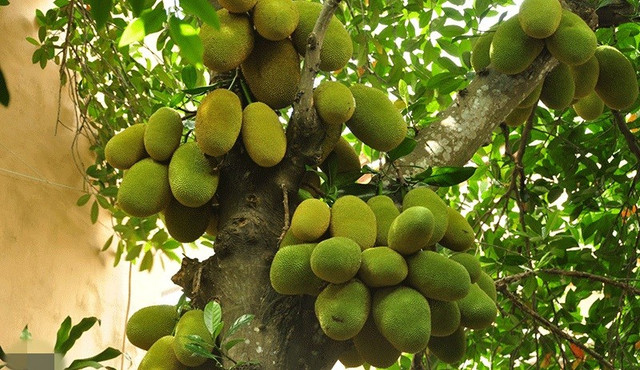 Cây mít lâu năm là cây giữ lộc đáng quý. Ảnh minh họa cay-mit.jpg