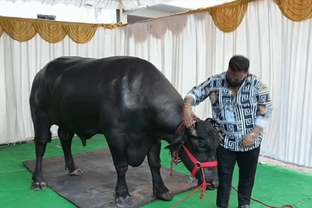 Chú trâu Garuda được chủ nhân mua với giá hơn 100 tỷ đồng. Ảnh: Etvbharat trau-dat.jpg