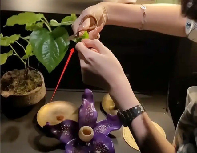 Lá cây cho vào trước. Ảnh: Baijiahao mon-an2.jpg