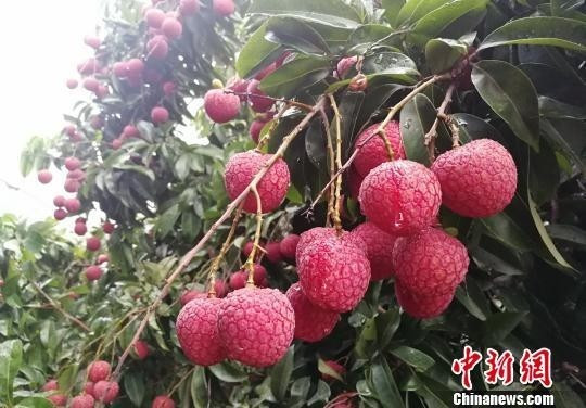 Vải thiều gia lục Tăng Thành. Ảnh: Chinanews vai-thieu3.jpg
