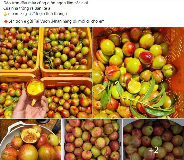 Đào trơn được bán nhiều trên chợ mạng với giá rẻ. Ảnh chụp màn hình dao-tron1.jpg