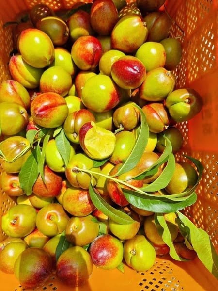 Đào trơn được trồng ở một số tỉnh phía Bắc Việt Nam nhưng cũng có ở Trung Quốc. Ảnh: Facebook dao-tron2.jpg