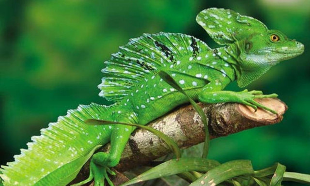 View - Bí ẩn cấu trúc hình kim tự tháp sâu trong rừng Amazon | Báo Tri thức và Cuộc sống - TIN TỨC PHỔ BIẾN KIẾN THỨC 24H