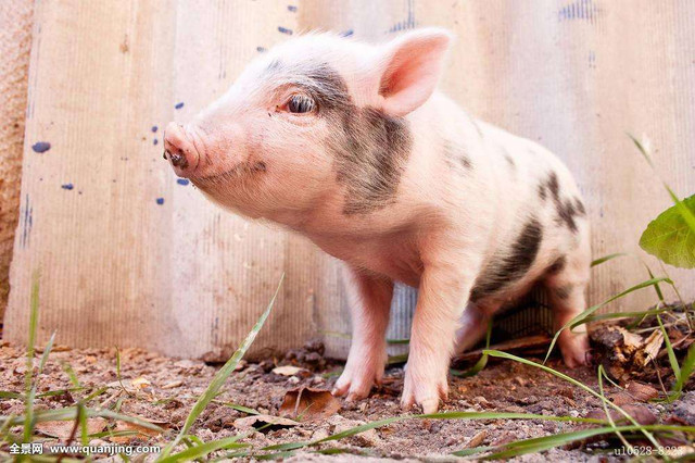 3 con giáp vượt qua xui xẻo, khai thông tài vận năm 2023 - Hình 8 3 con giap vuot qua xui xeo, khai thong tai van nam 2023-Hinh-8