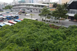 Cỏ dại mọc um tùm ở dự án bể bơi của Tập đoàn HDB Việt Nam 