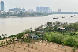 Hà Nội chỉ đạo xử lý vụ “xẻ thịt” bãi giữa sông Hồng