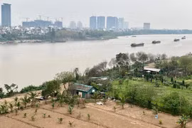 Hà Nội chỉ đạo xử lý vụ “xẻ thịt” bãi giữa sông Hồng