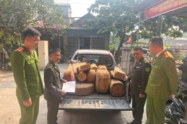 Xử lý 2 vụ cất giữ, vận chuyển trái phép khúc gỗ pơ mu 