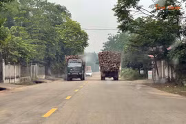 Xe tải chở gỗ quá khổ, quá tải băng băng trên đường ở Phú Thọ