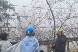 Nhộn nhịp chợ đào đá Sa Pa