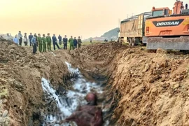 Tiêu huỷ 13 con trâu bị lở mồm long móng đang trên đường vào lò mổ