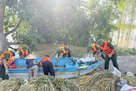 Xúc động Công an xã ở Bắc Ninh giúp dân gặt lúa vượt lũ