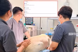Thú cưng tử vong sau phẫu thuật, phòng khám nhận ‘bão’ 1 sao