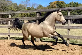 Biểu trưng cho tốc độ, sức mạnh và khát vọng chinh phục, hình ảnh ngựa - con giáp thứ bảy trong văn hóa Á Đông - đã trở thành cảm hứng cho nhiều thương hiệu ô tô danh tiếng trên thế giới.