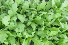 Tác dụng bất ngờ của rau cải cúc với sức khỏe