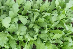 Tác dụng bất ngờ của rau cải cúc với sức khỏe