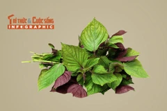 [INFOGRAPHIC] 6 tác dụng của lá tía tô