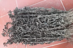 Có nên uống nhân trần thay thế nước lọc hằng ngày?