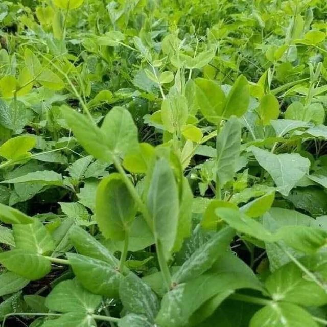 Loại rau “râu rồng” ít người biết, cải thiện thị lực, nuôi dưỡng gan ...