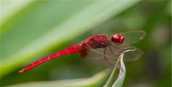 Tai sao chuon chuon bay thap vao nhung ngay mua bay gio hiem?-Hinh-5