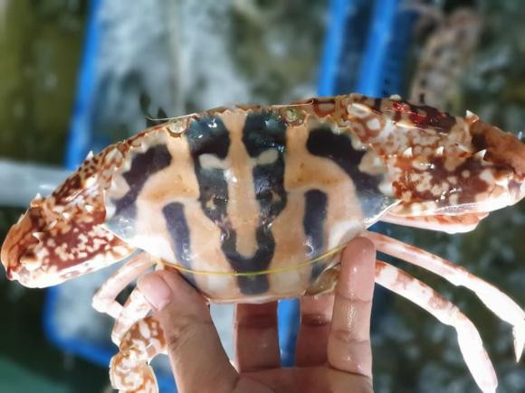 Nguoi dan vung bien chi cach phan biet 5 loai ghe, loai nay ngon nhat-Hinh-3