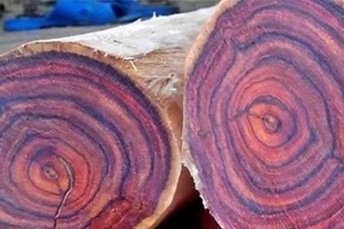 Kỳ lạ loại gỗ thối như 'tre ngâm' nhưng giá tiền tỷ